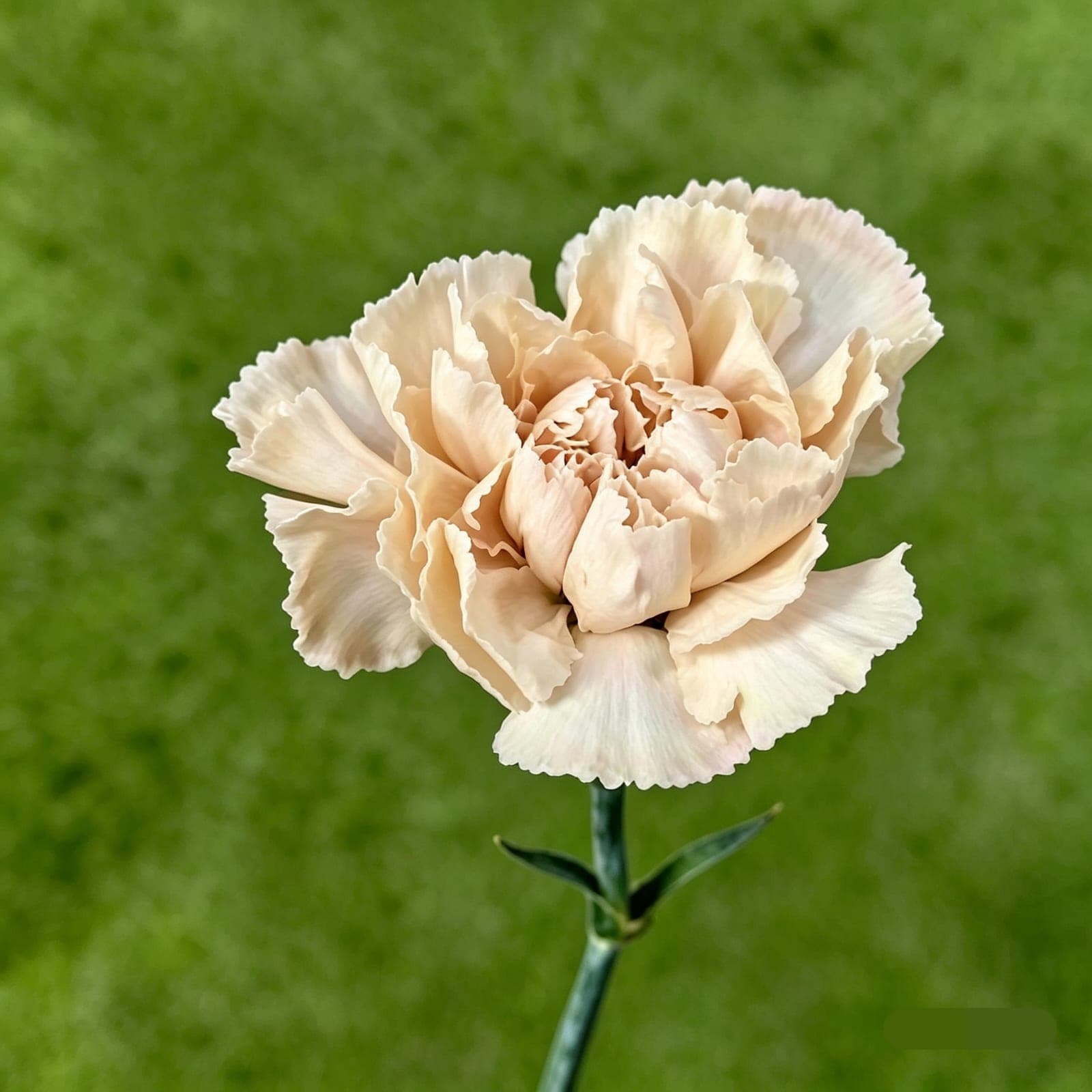 BROWN CARNATION