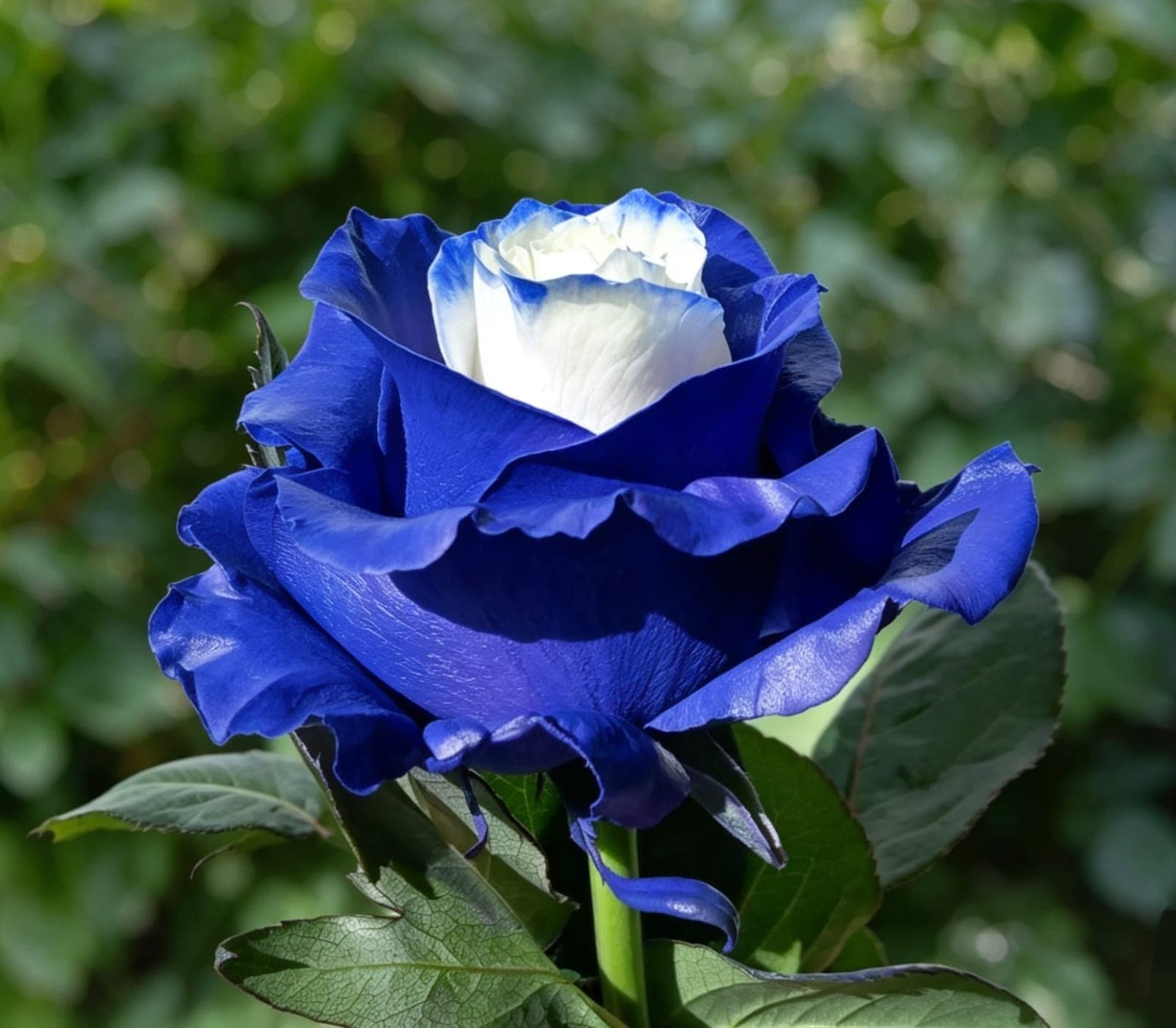 Lilac Star Rose