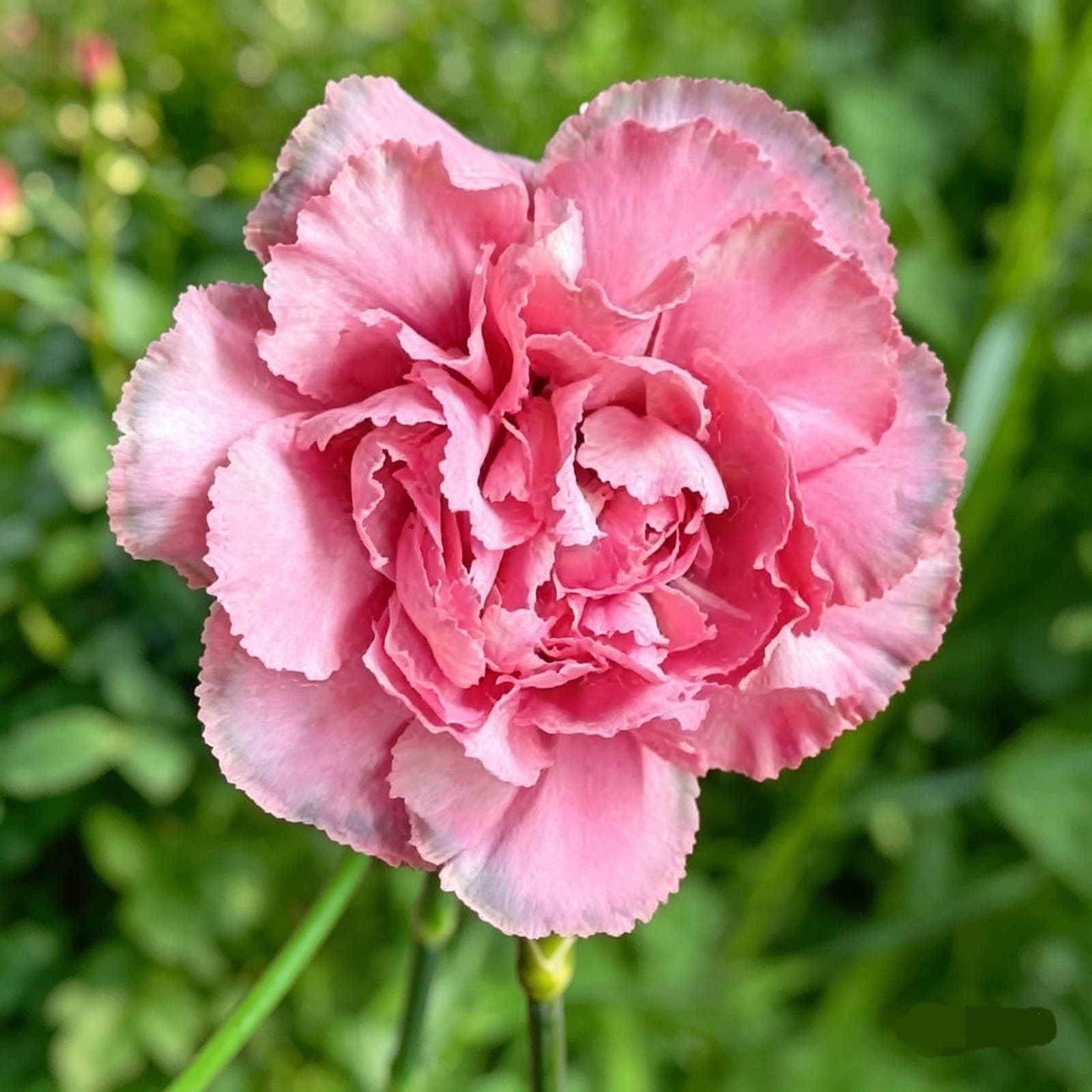 DREAMY PETAL CARNATION