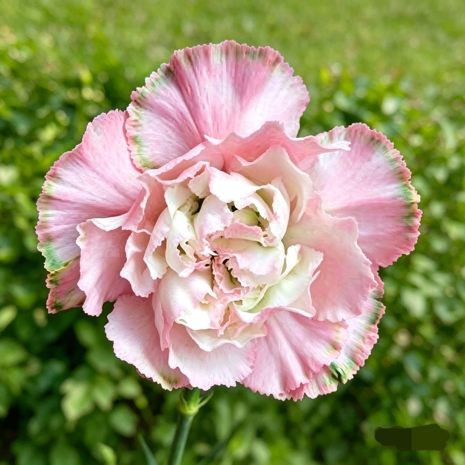 DREAM CARNATION