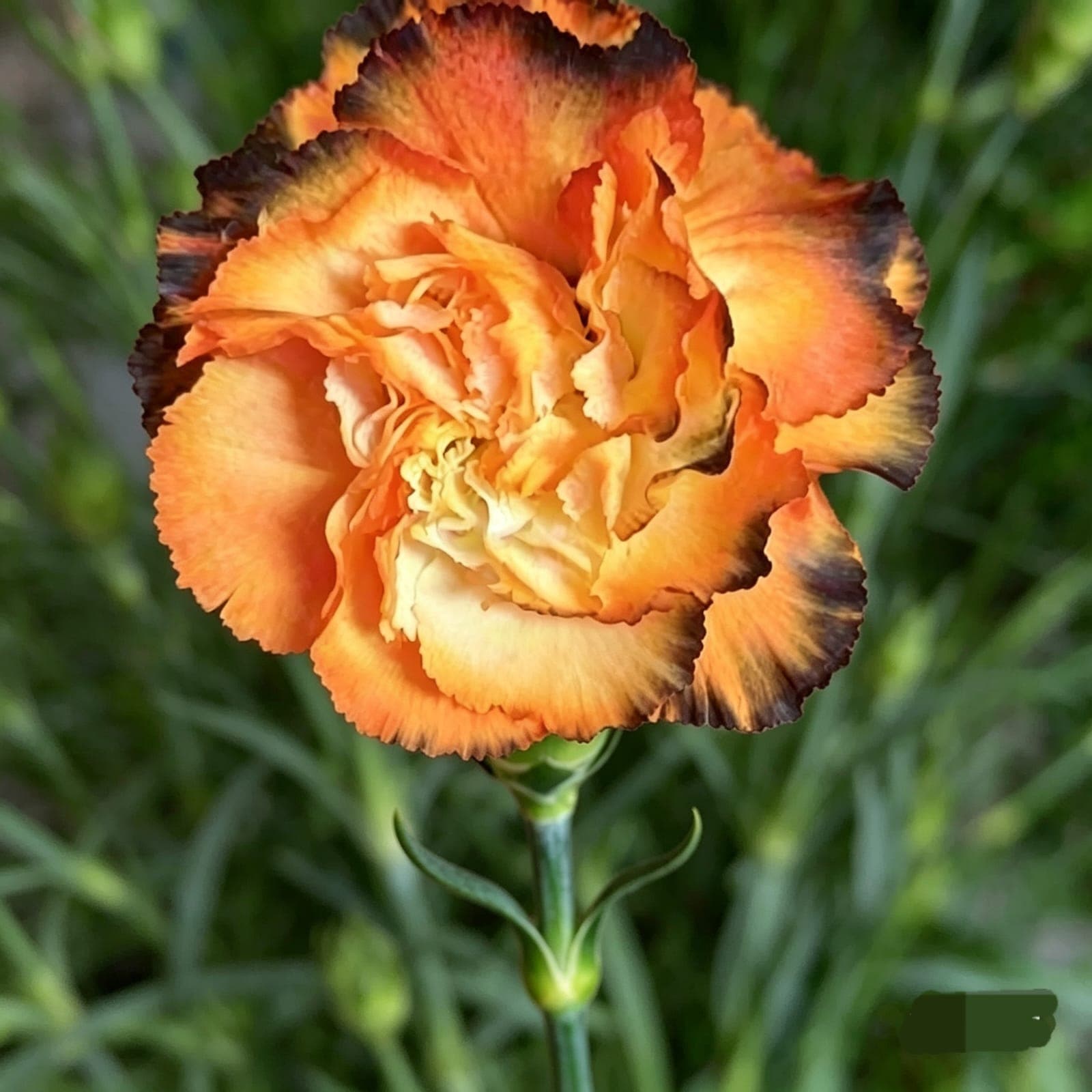 SOFT EARTH CARNATION