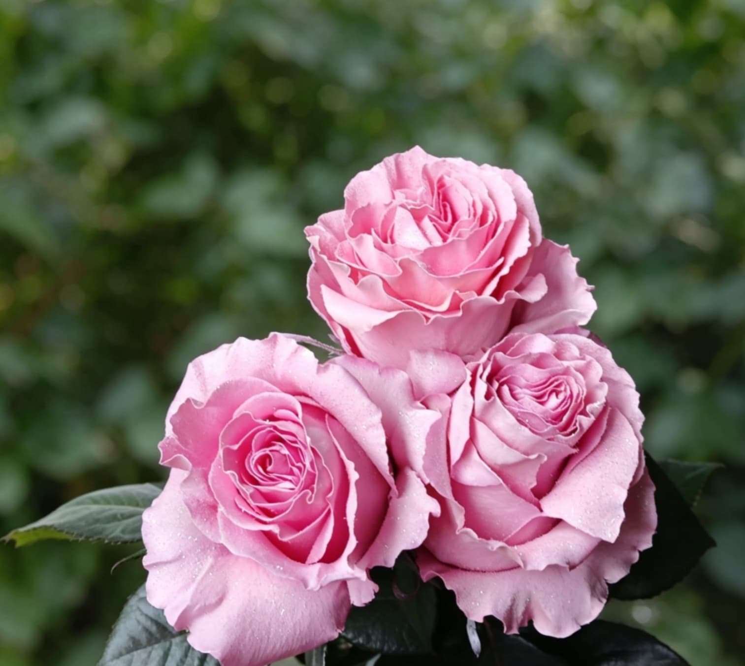 Pastel Rose