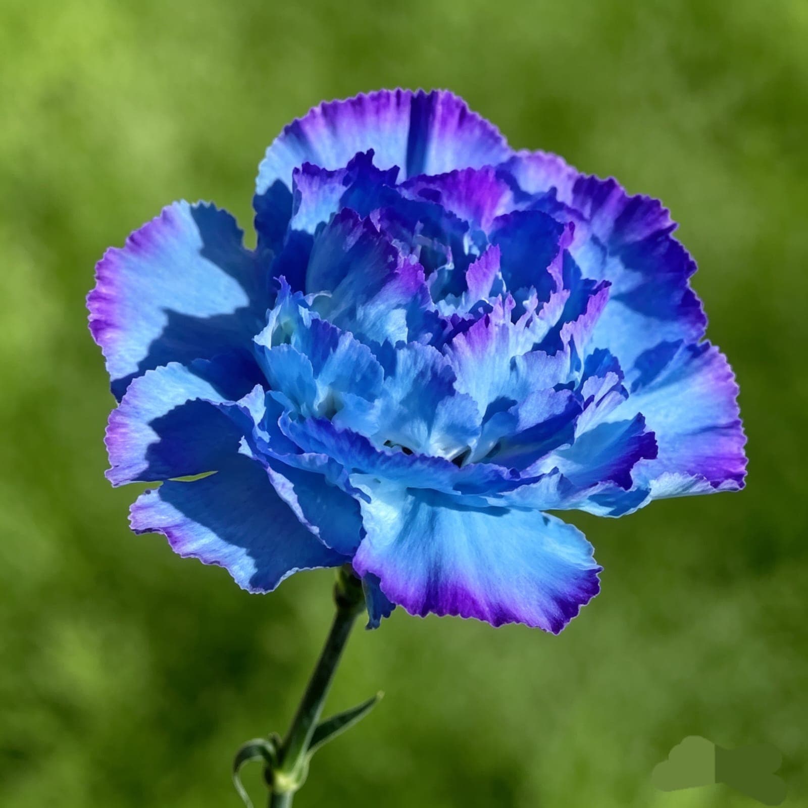BLUE SKY CARNATION 