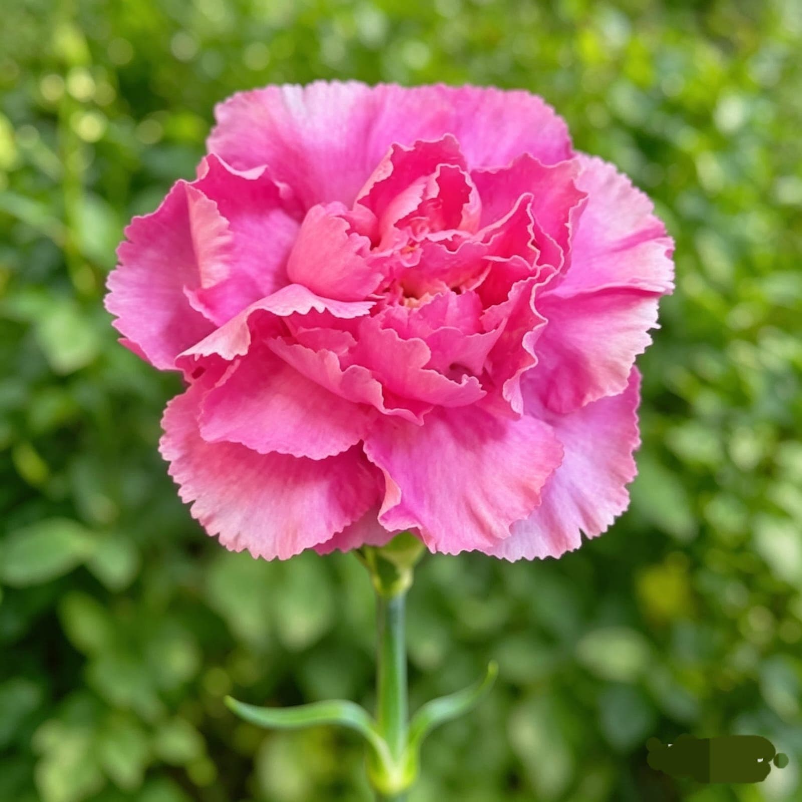 FUCHSIA CARNATION