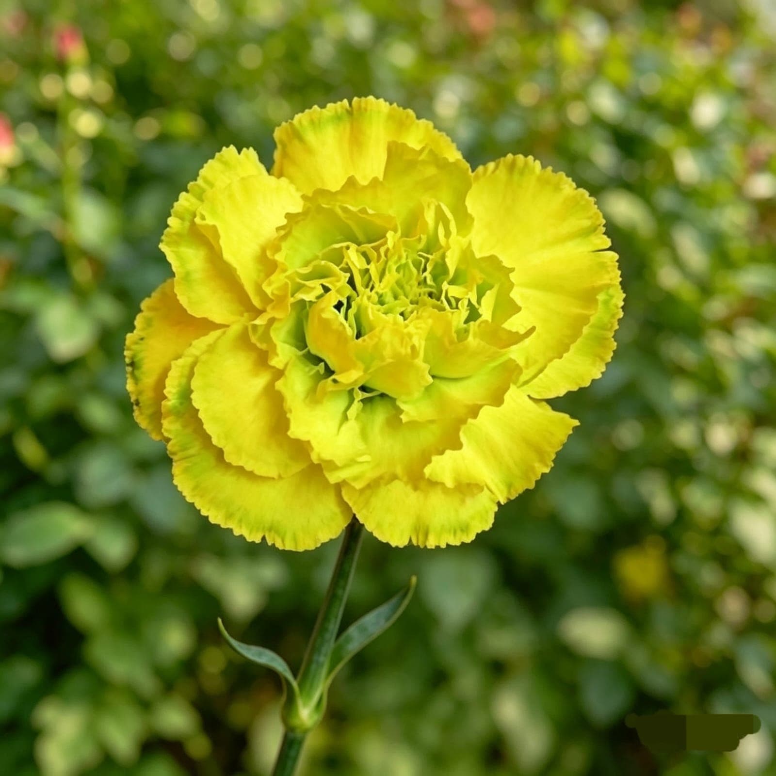 LEMON GREEN CARNATIO
